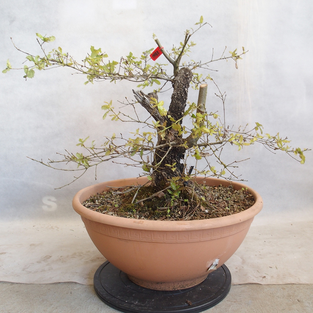 Freilandbonsai Quercus Cerris - Eiche Cer