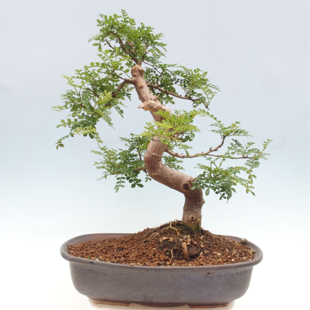 Zimmerbonsai - Zantoxylum piperitum - Pfefferminze