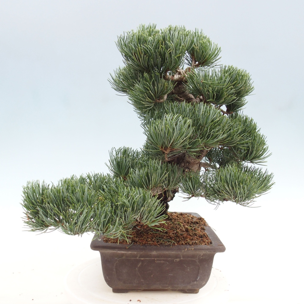 Bonsai im Freien - Pinus parviflora - kleine Kiefer