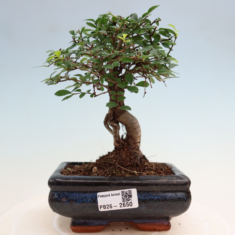 Zimmerbonsai - Ulmus parvifolia - Kleinblättrige Ulme
