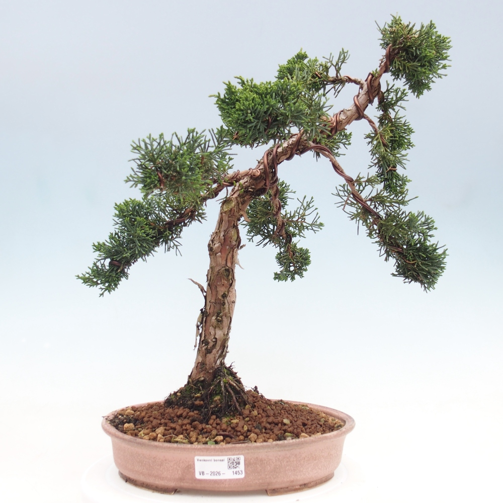 Outdoor-Bonsai - Juniperus chinensis Kishu - Chinesischer Wacholder