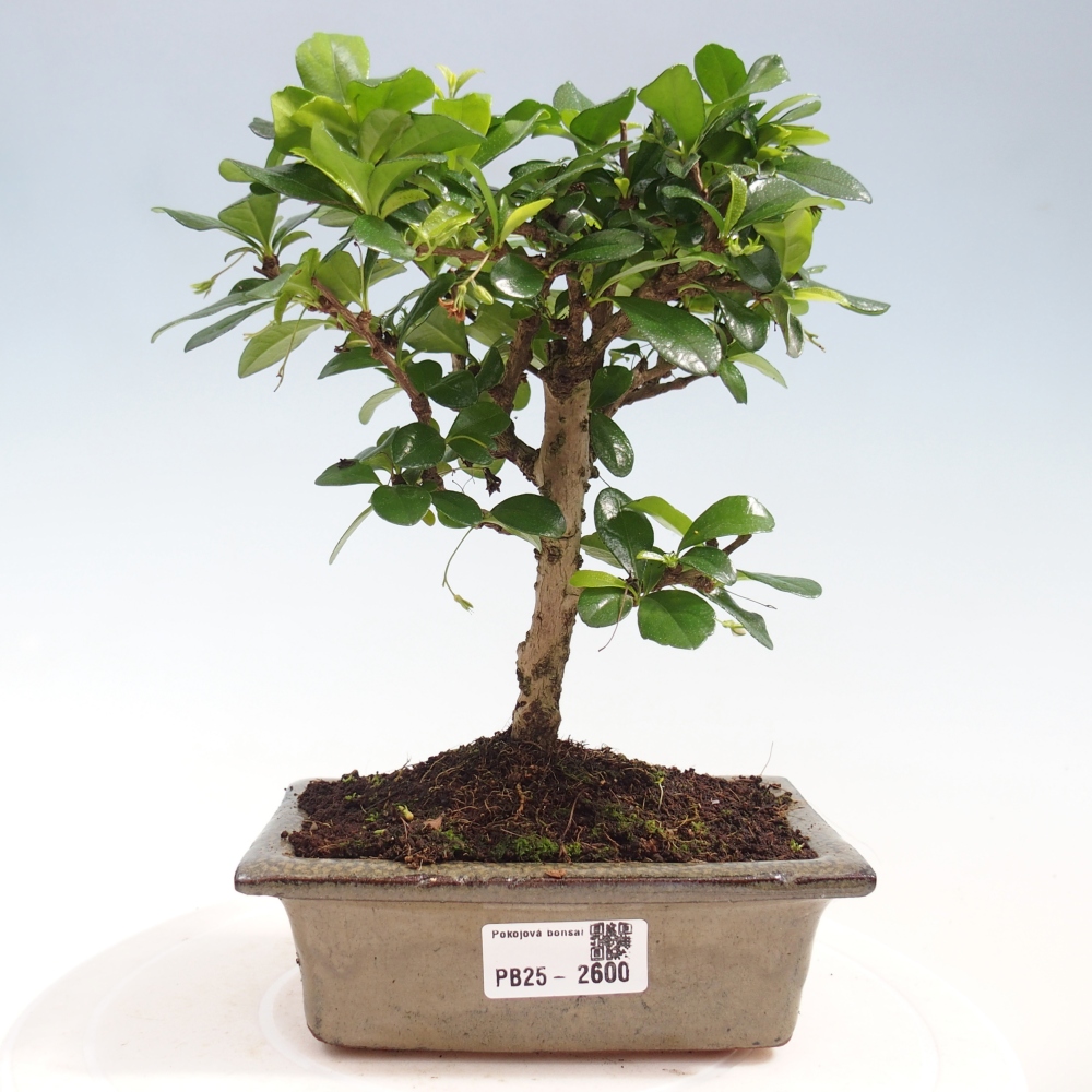 Zimmerbonsai - Carmona Macrophylla - Fuki-Tee