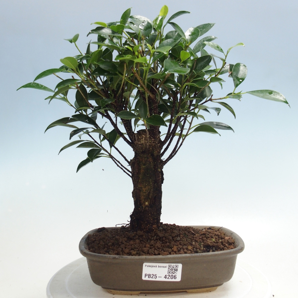 Zimmerbonsai - Ficus retusa - Kleinblättriger Ficus