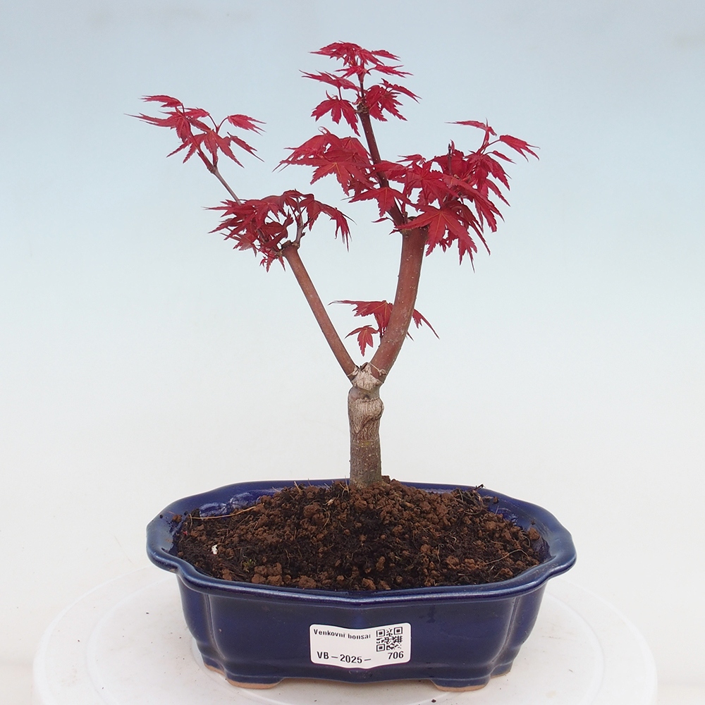 Outdoor bonsai - dlanitolistý klon - Acer palmatum DESHOJO