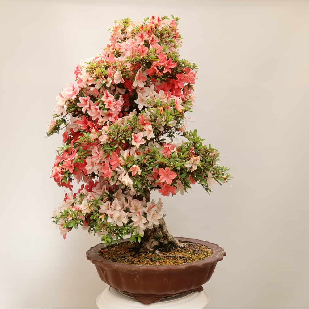 Bonsai für draußen - Japanische Azalee - Azalee Kinu-no-Hikari