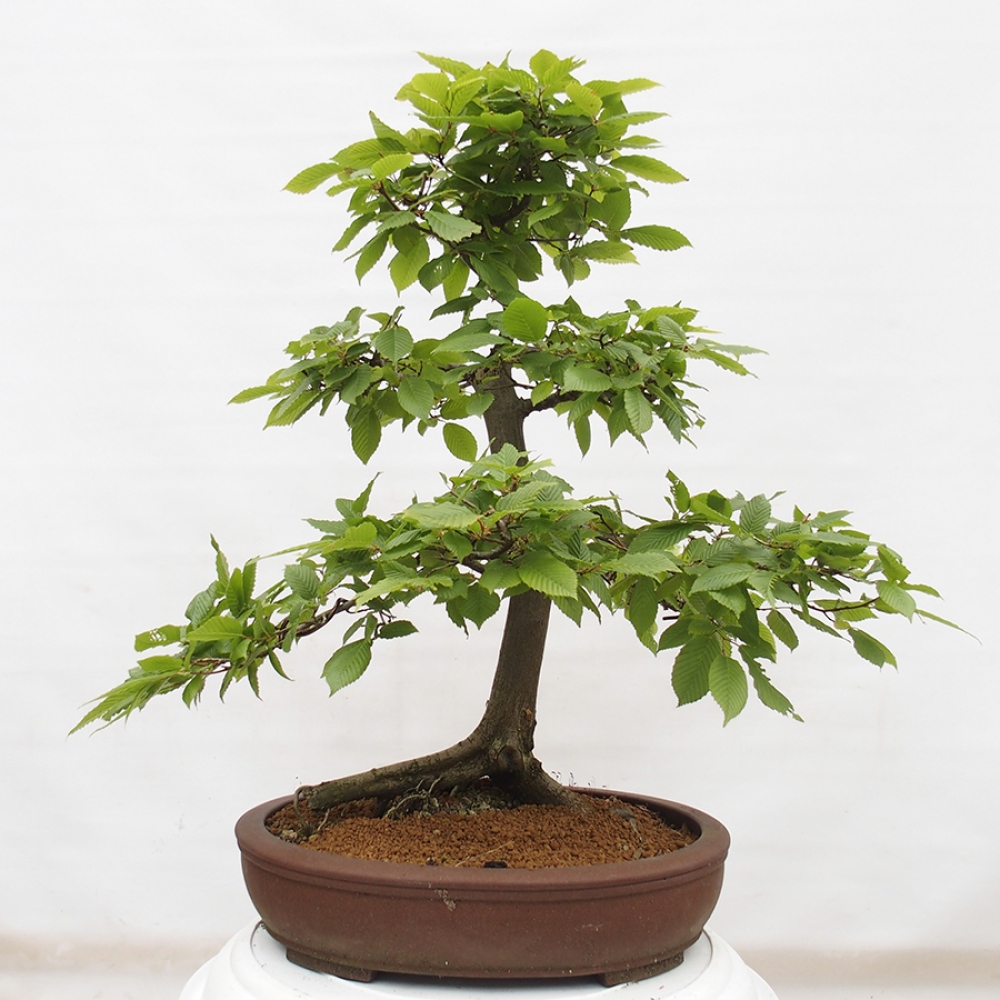 Bonsai im Freien - Hainbuche - Carpinus betulus