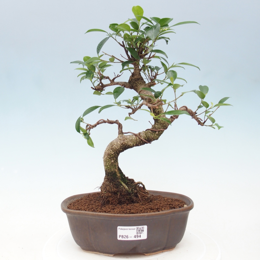 Zimmerbonsai - Ficus retusa - Kleinblättriger Ficus