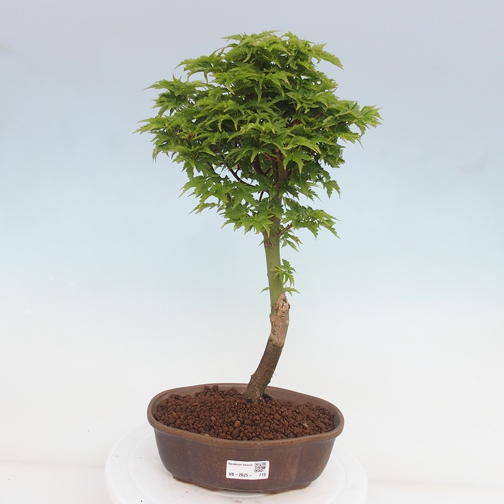 Bonsai im Freien - Acer palmatum Shishigashira-Ahorn
