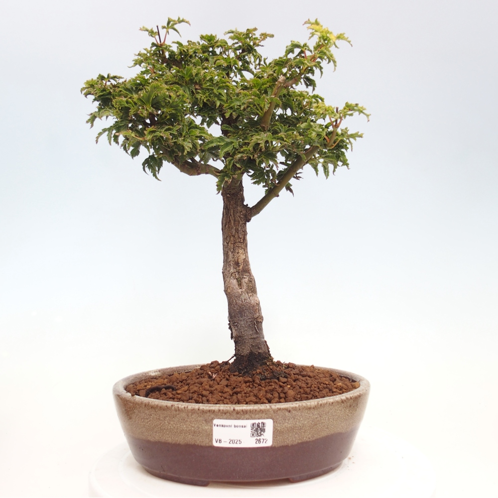 Bonsai im Freien - Acer palmatum Shishigashira-Ahorn