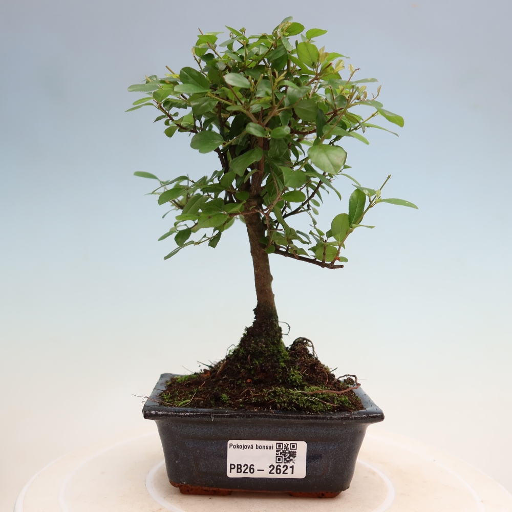 Zimmer Bonsai - Sageretia thea - Sageretia thea