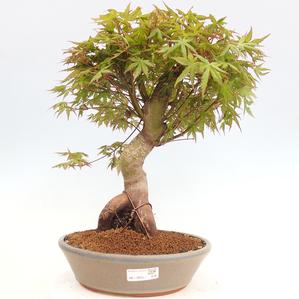 Bonsai im Freien - Acer palmatum - Auburn Ahorn