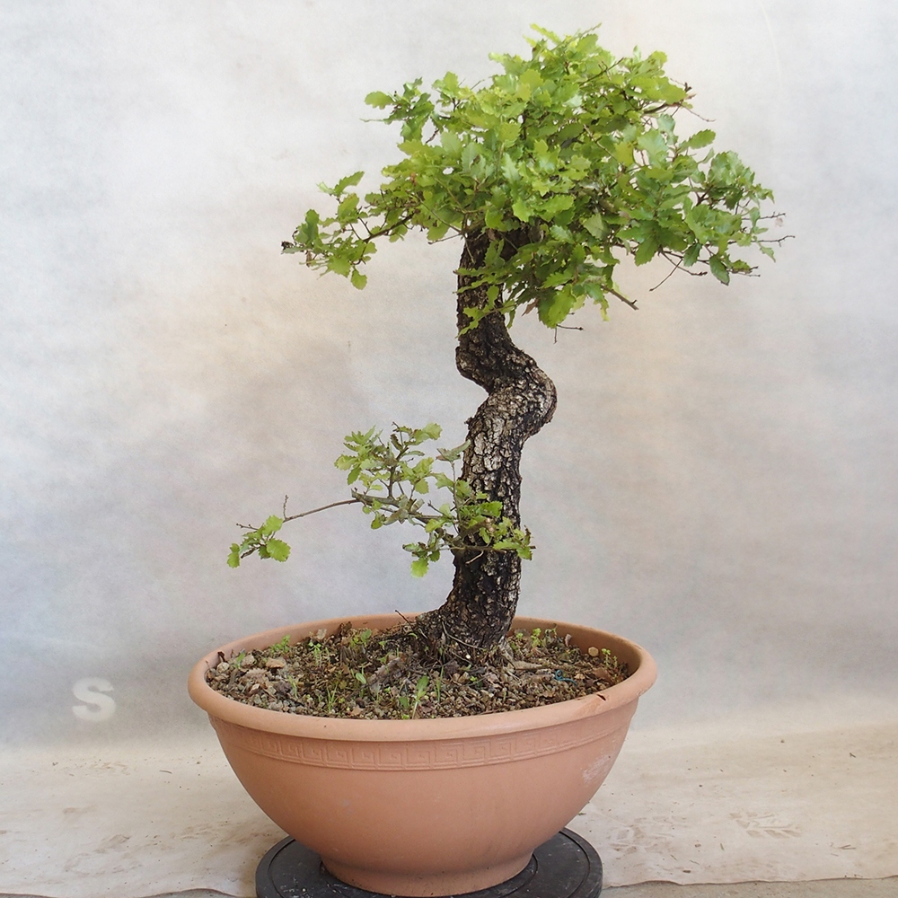 Freilandbonsai Quercus Cerris - Eiche Cer