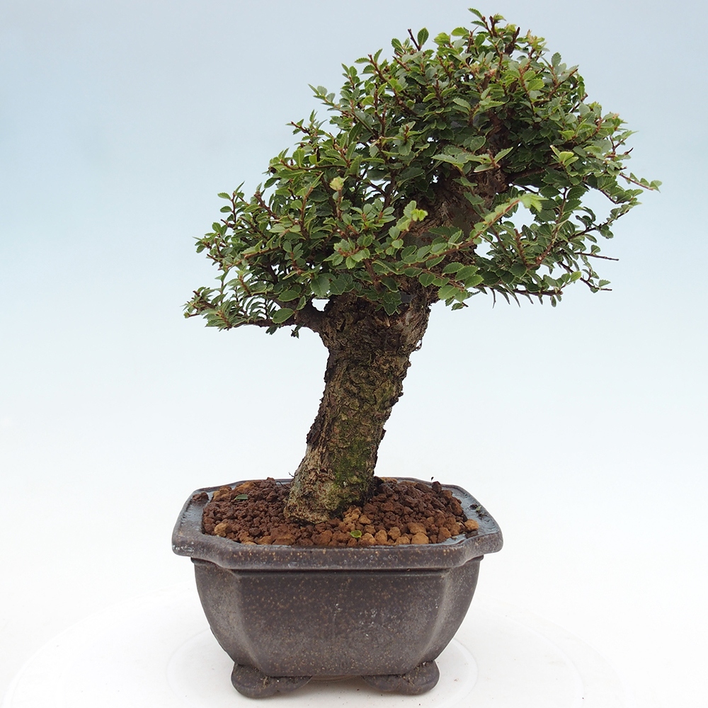 Bonsai im Freien - Ulmus parvifolia Hokkaido - Chinesische Ulme