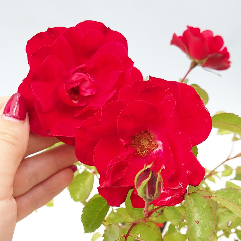Freilandbonsai - Rosa Kordes -  Rose