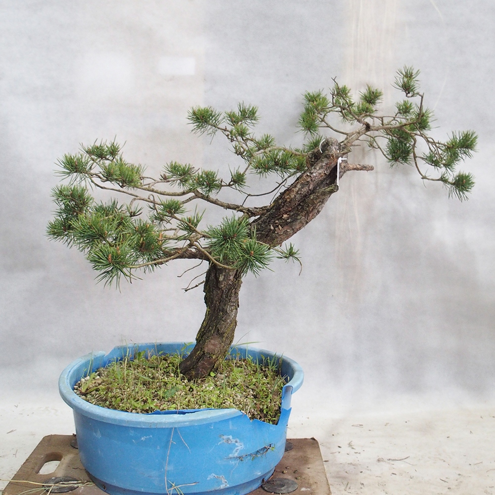 Yamadori - Pinus sylvestris 