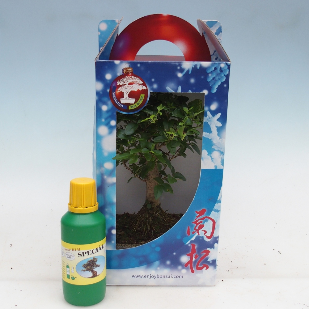 Zimmerbonsai im Geschenkkarton Ligustrum chinensis - Vogelschnabel