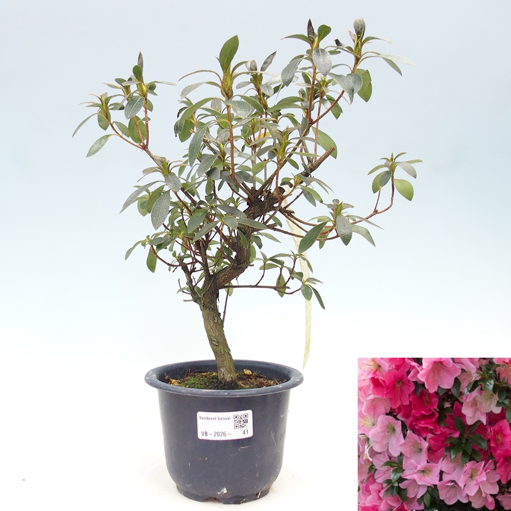 Bonsai für draußen - Japanische Azalee - Azalea Saien