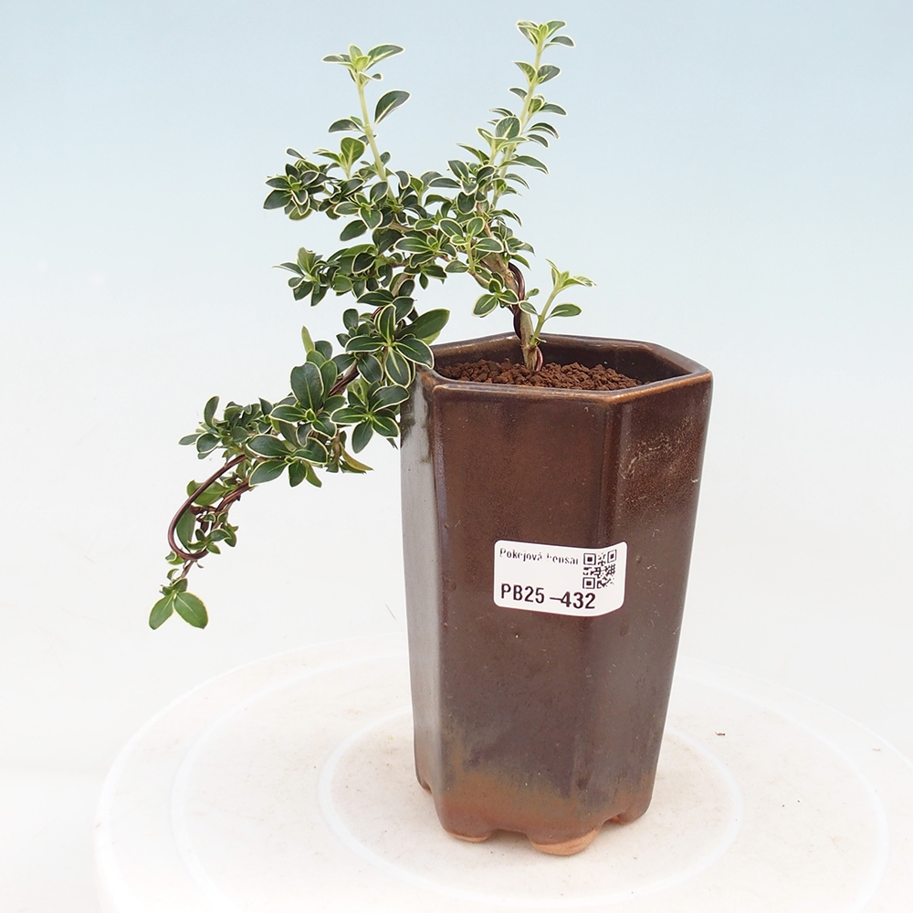 Zimmerbonsai - Serissa foetida Variegata - Baum der tausend Sterne