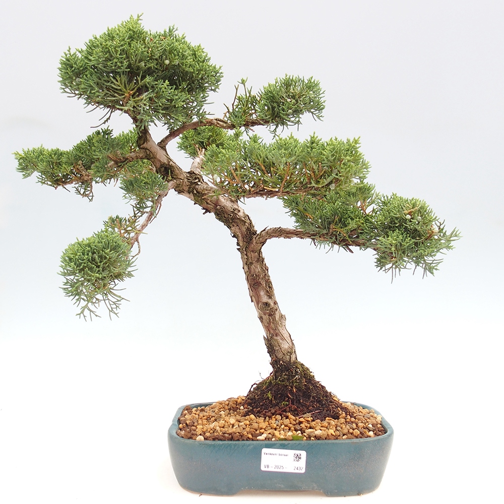 Bonsai im Freien - Juniperus chinensis  - Chinesischer wacholder