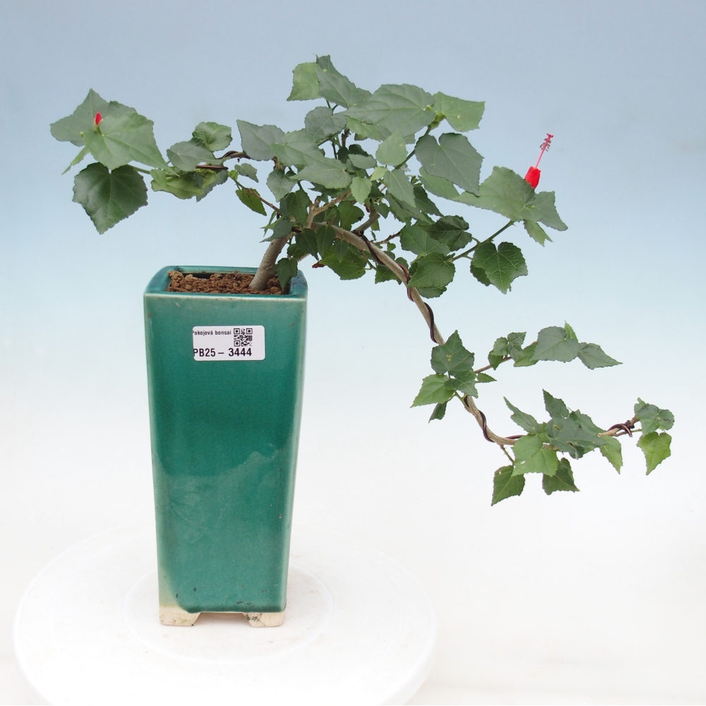 Zimmerbonsai - Malvaviscus arboreus