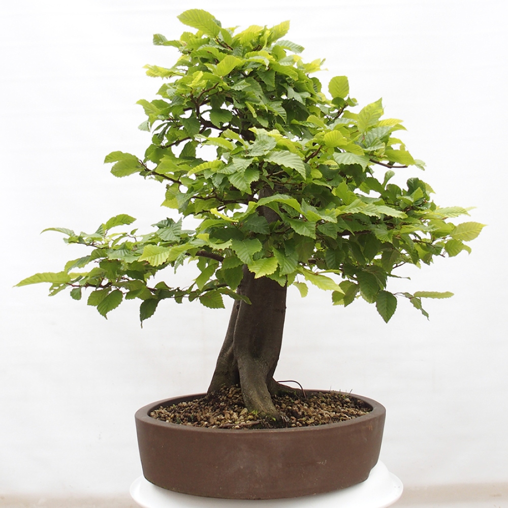 Bonsai im Freien - Hainbuche - Carpinus betulus