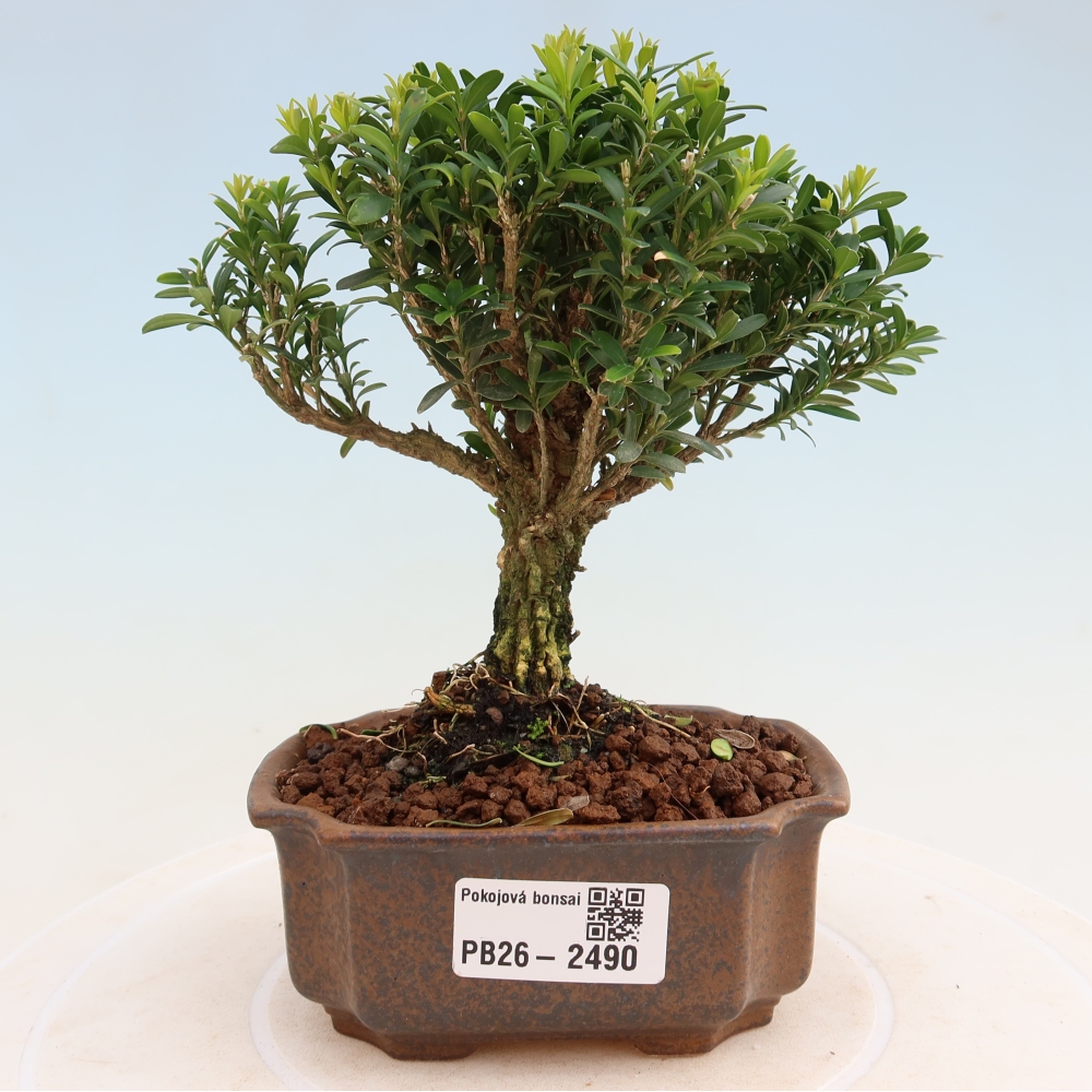 Zimmer Bonsai - Buxus harlandii - Korkbuxus