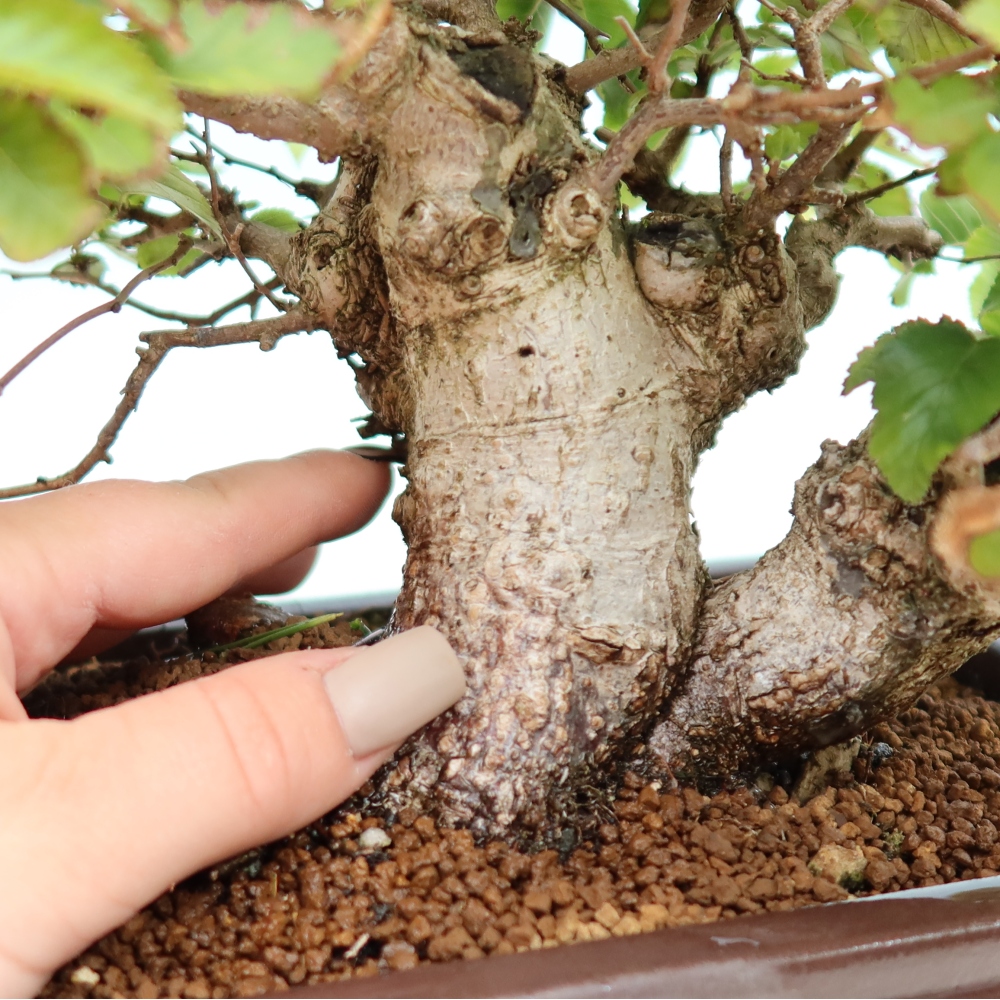 Bonsai für draußen -Carpinus CARPINOIDES - Koreanische Hainbuche