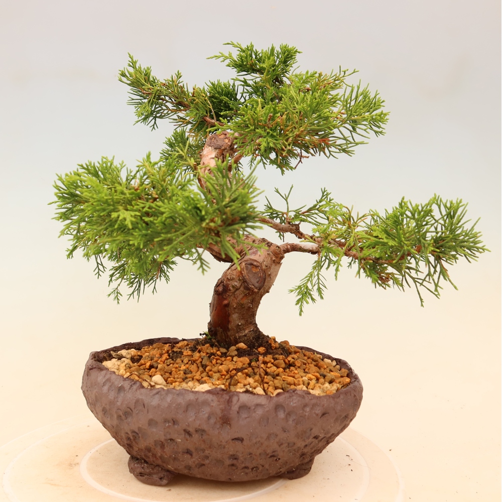Bonsai für draußen - Juniperus chinensis Itoigawa