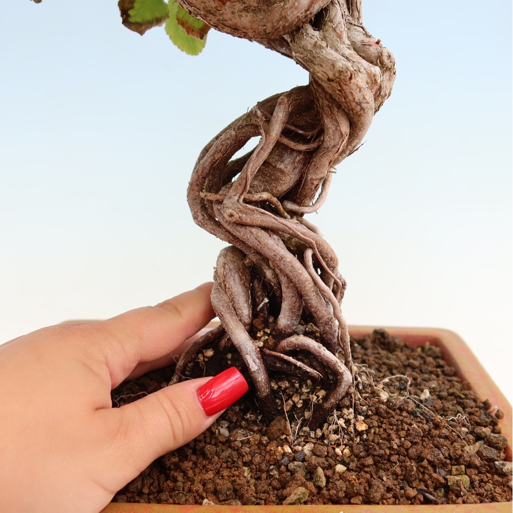 Bonsai für draußen - Karpinus Coreana - Koreanische Hainbuche