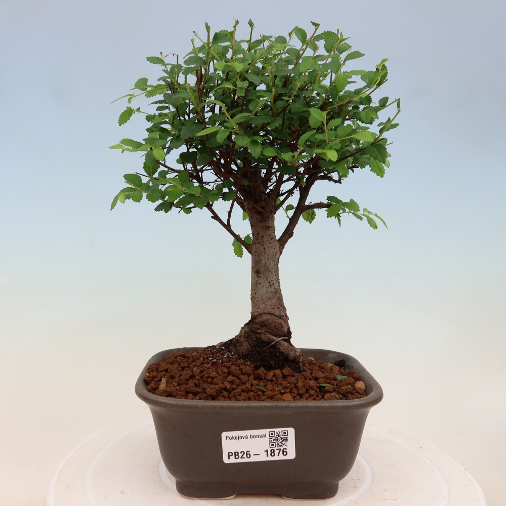 Zimmerbonsai - Ulmus parvifolia - Kleinblättrige Ulme