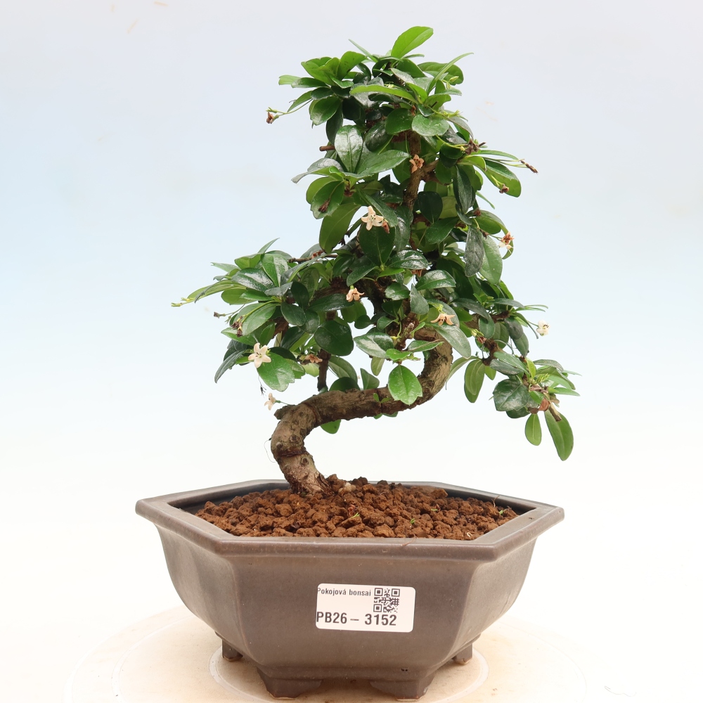 Zimmer-Bonsai - Carmona macrophylla - Tee-Fuki