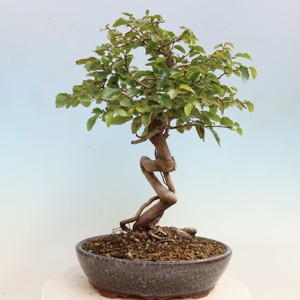 Bonsai für draußen -Carpinus CARPINOIDES - Koreanische Hainbuche