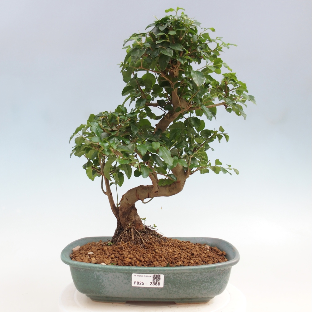 Zimmerbonsai -Ligustrum chinensis - Liguster