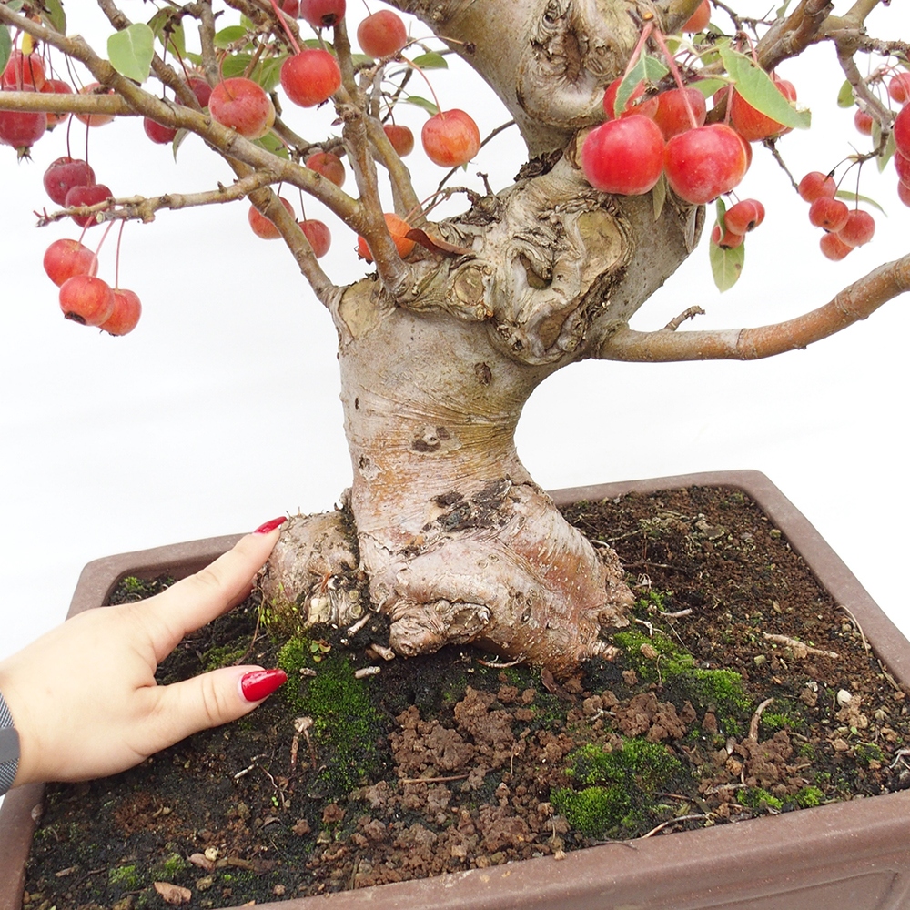 Bonsai im Freien - Malus halliana - Kleinfruchtiger Apfelbaum