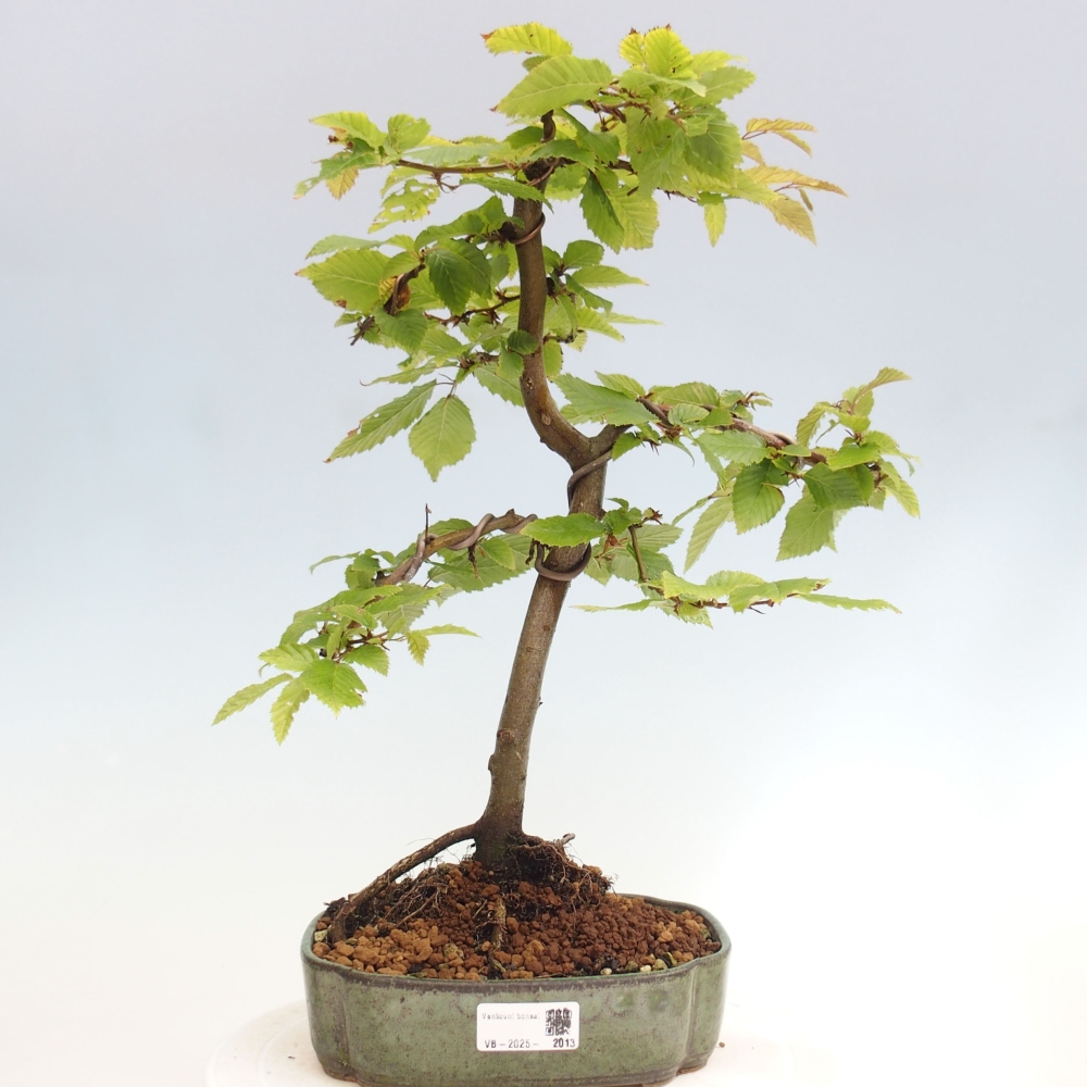 Bonsai im Freien - Hainbuche - Carpinus betulus