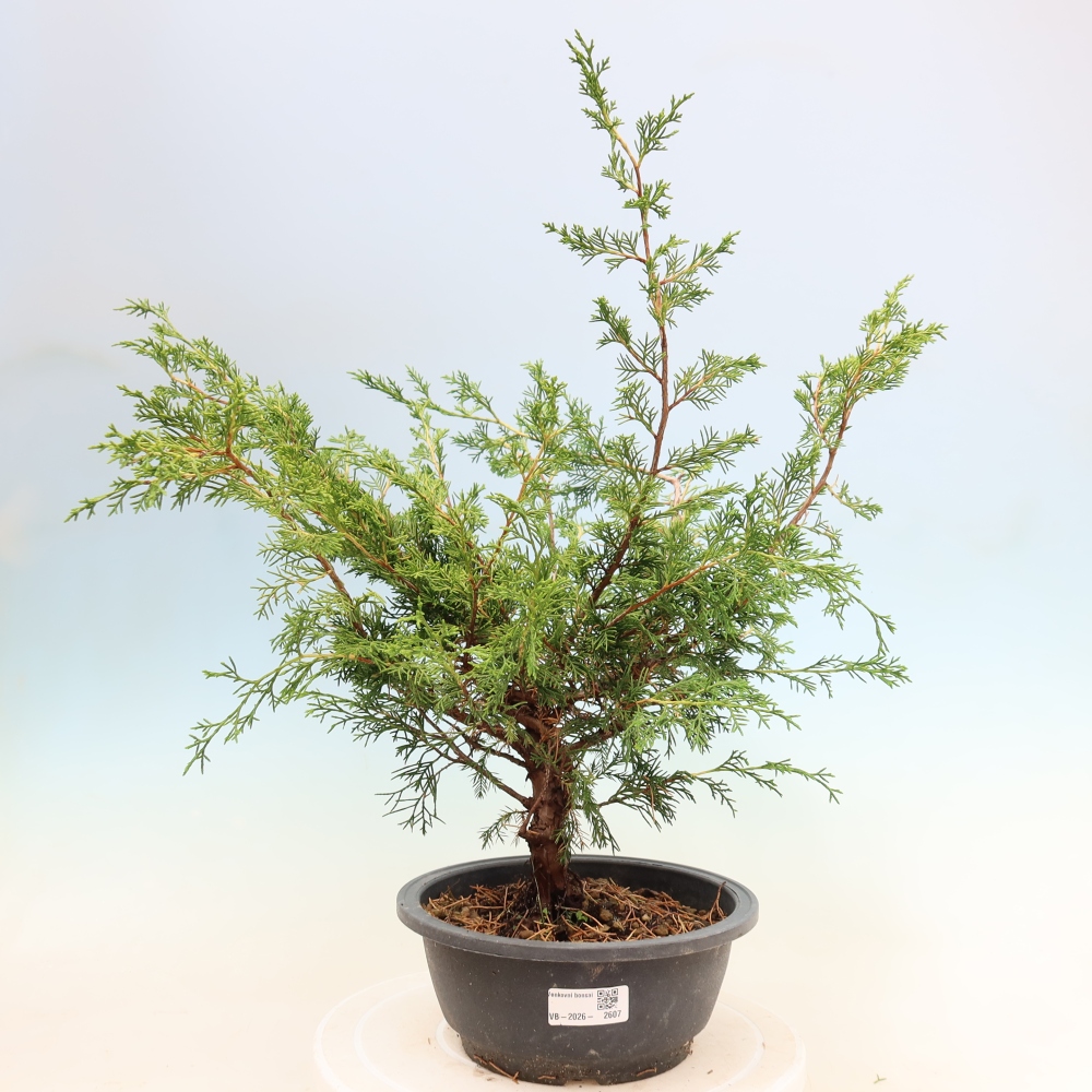 Bonsai für draußen - Juniperus chinensis Itoigawa