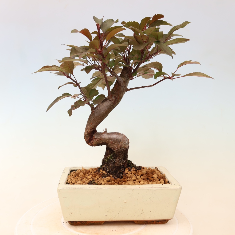 Outdoor-Bonsai -Malus domestica - Kleinfrüchtiger rotblättriger Apfelbaum