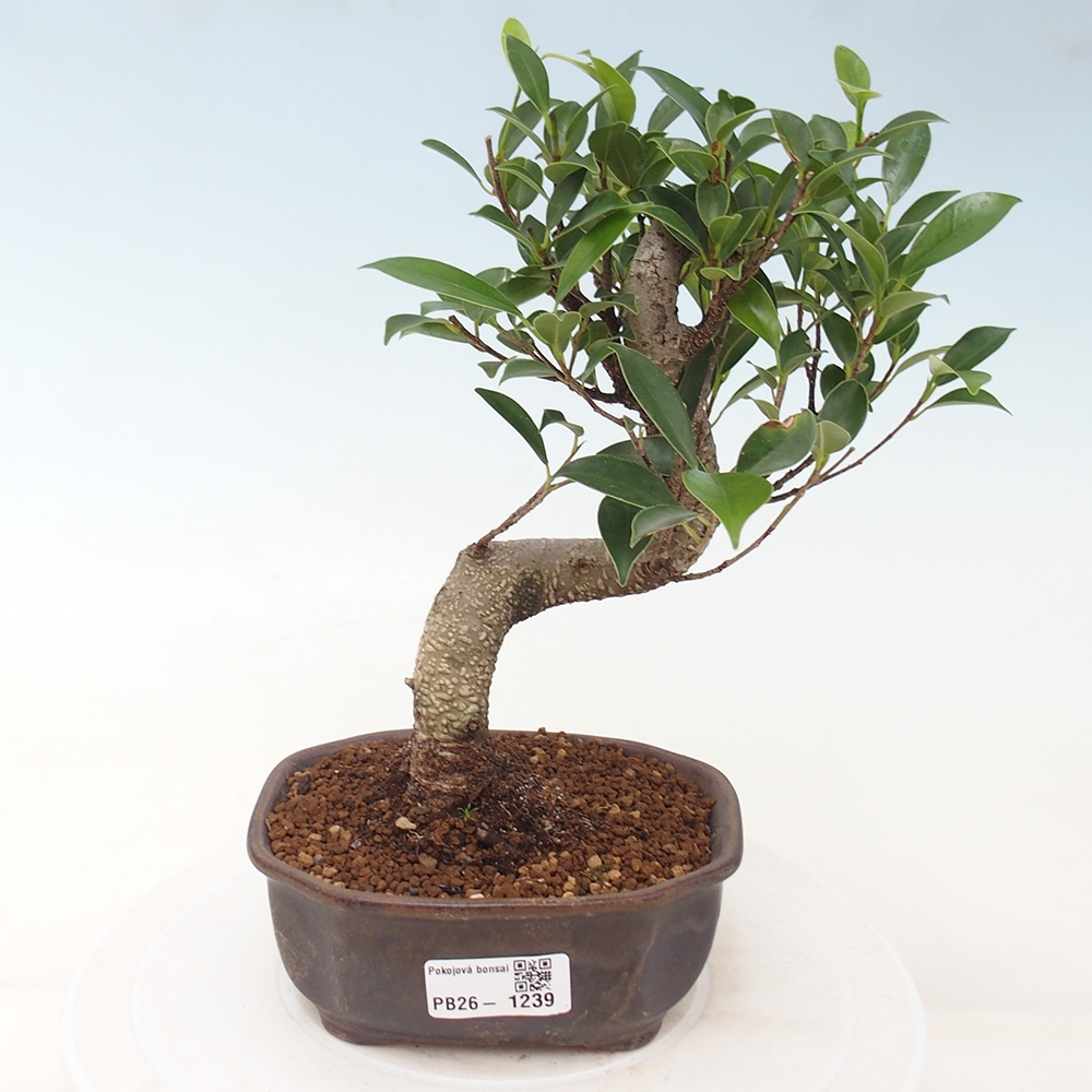 Zimmerbonsai - Ficus retusa - Kleinblättriger Ficus