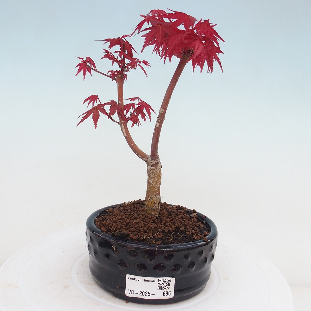 Outdoor bonsai - dlanitolistý klon - Acer palmatum DESHOJO