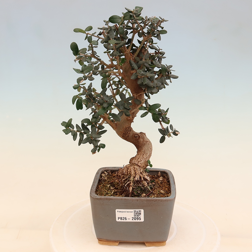 Zimmerbonsai - Olea europaea sylvestris