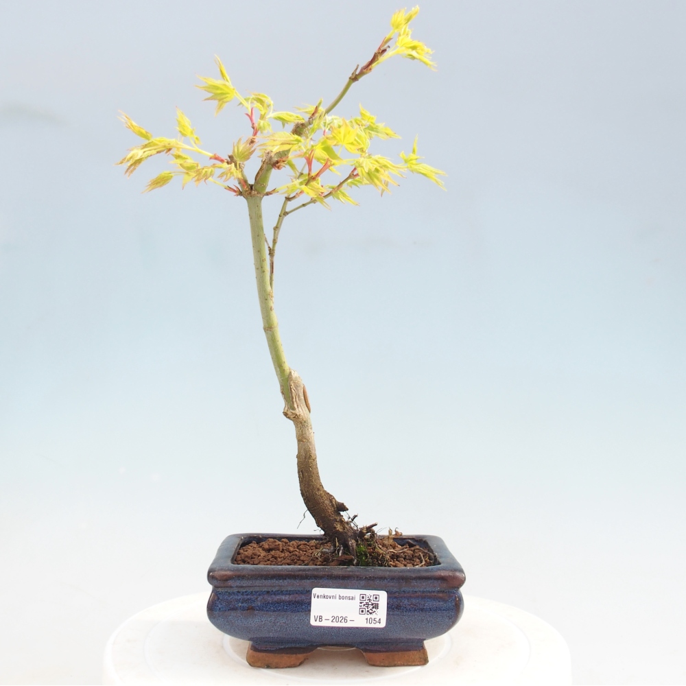 Acer palmatum Aureum - Goldahorn