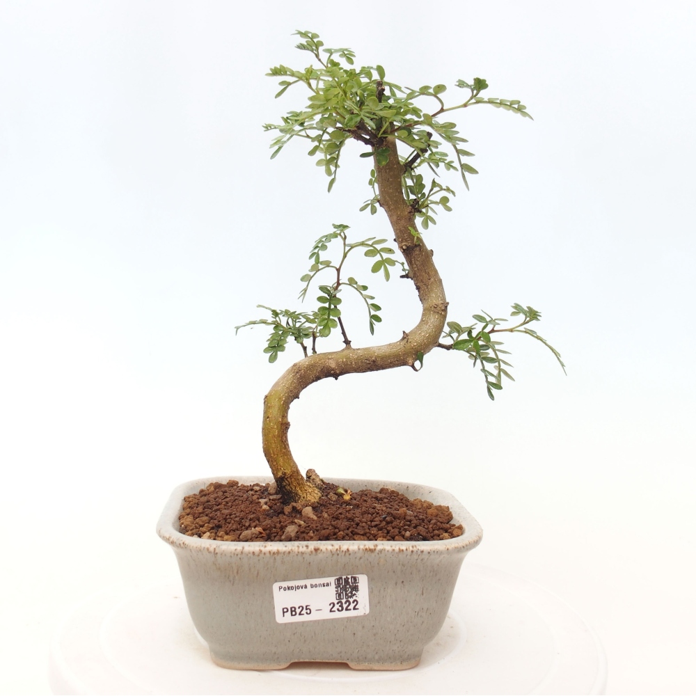 Zimmerbonsai - Zantoxylum piperitum - Pfefferminze