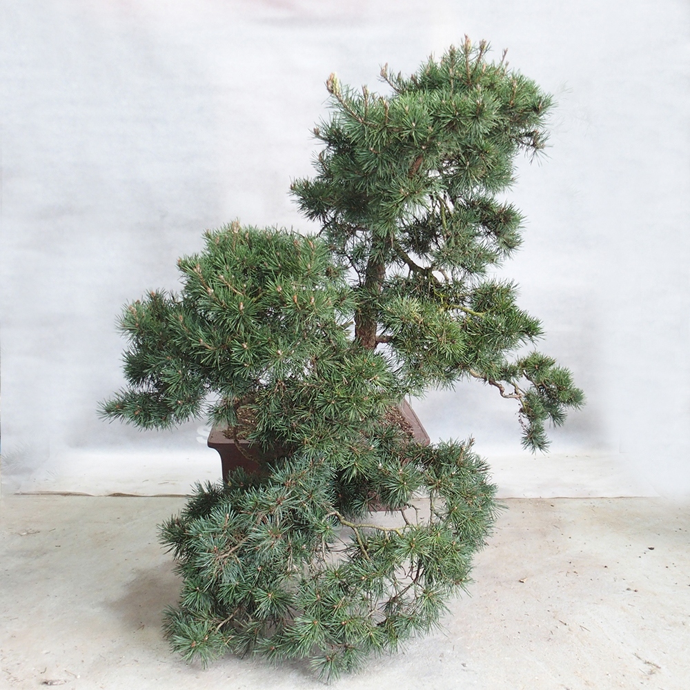 Yamadori - Pinus sylvestris 