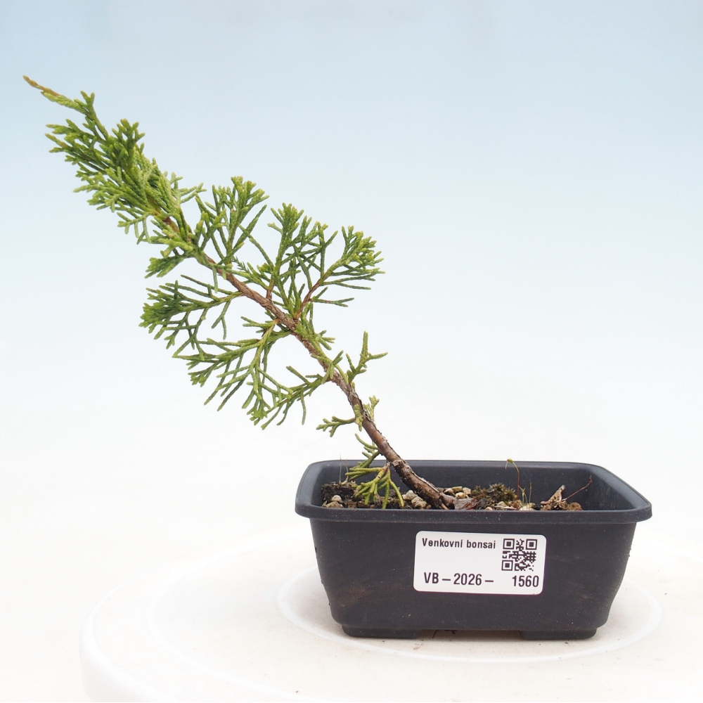 Bonsai für draußen - Juniperus chinensis Itoigawa