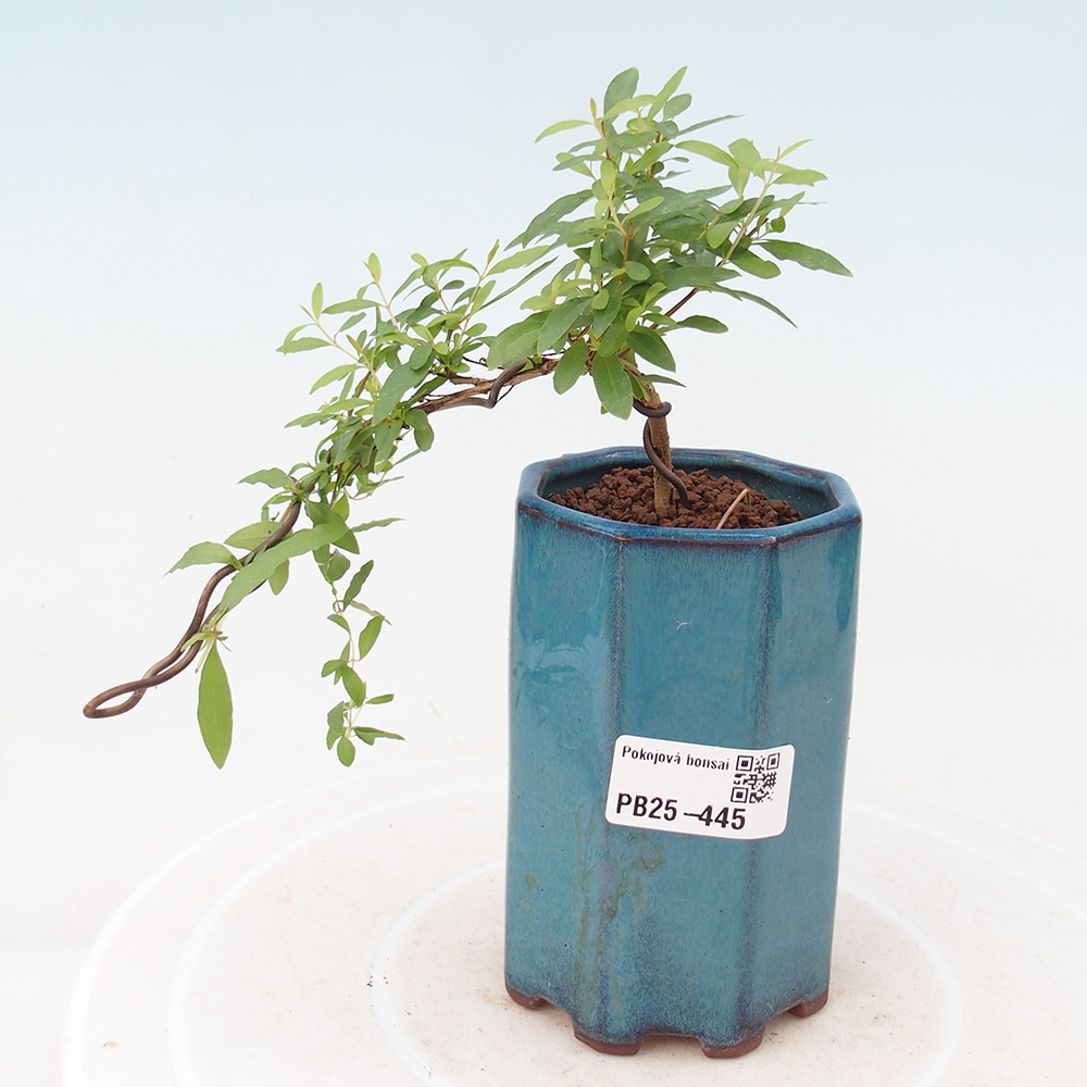 Zimmer Bonsai-PUNICA Granatum -Granatapfel