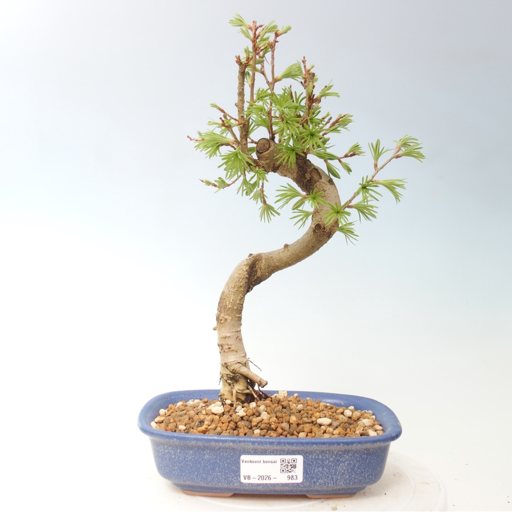 Bonsai für draußen -Pseudolarix amabis-Pseudolarix amabis