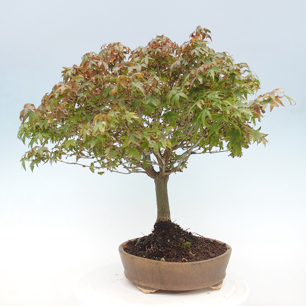 Acer palmatum KIOHIME - Palmetto-Ahorn