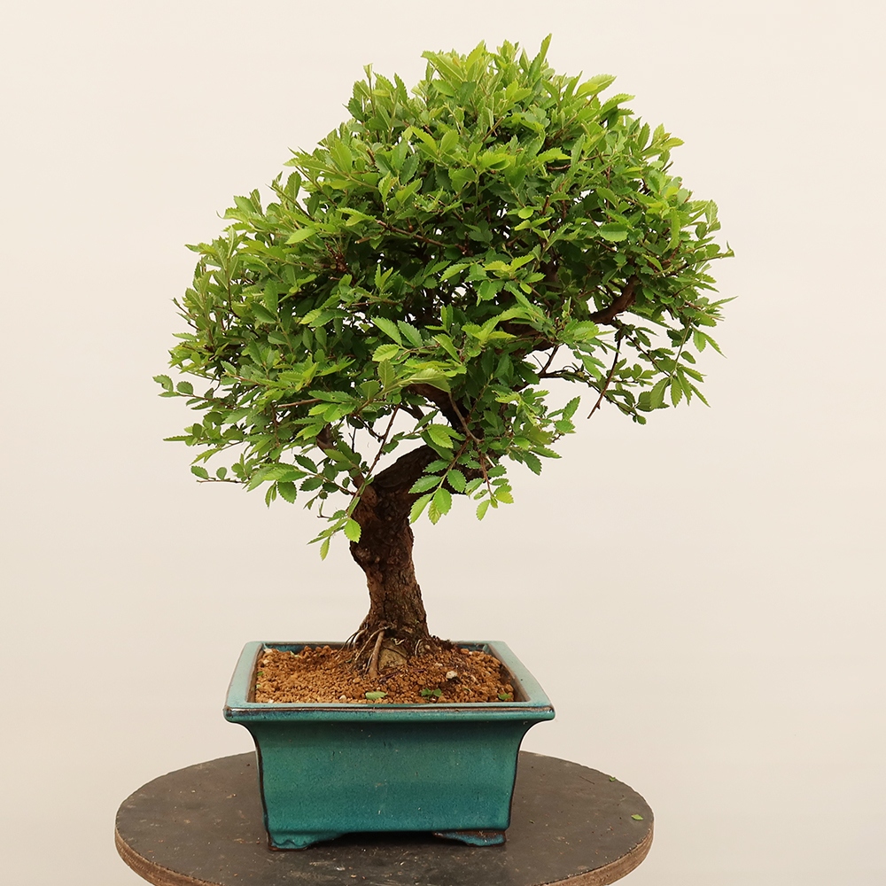 Bonsai im Freien - Zelkova - Zelkova NIRE