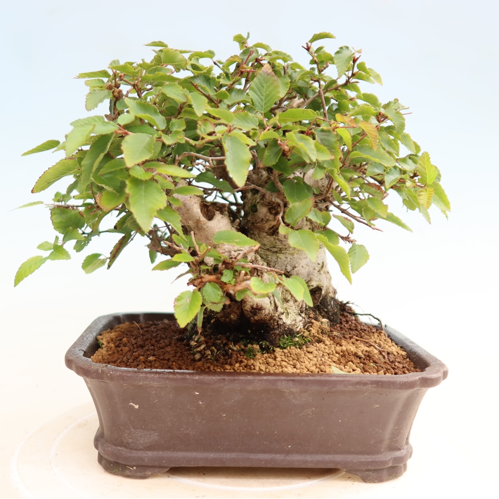Bonsai für draußen -Carpinus CARPINOIDES - Koreanische Hainbuche