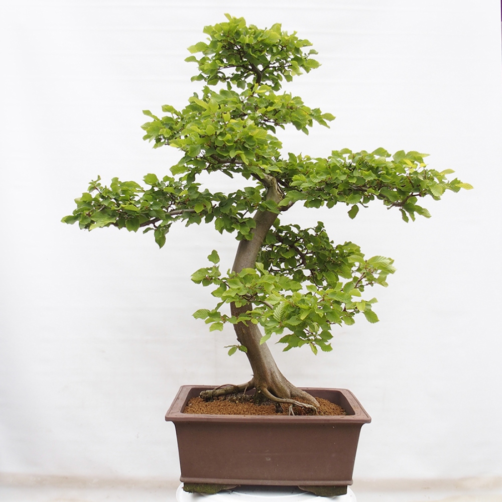 Bonsai im Freien - Hainbuche - Carpinus betulus